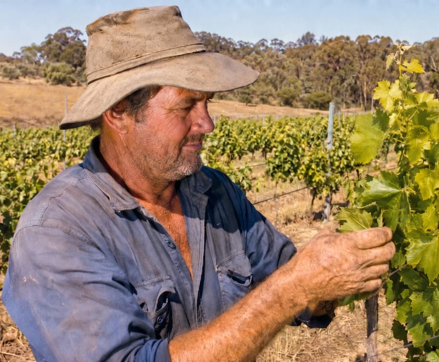 A grower inspecting grapevines in a hillside vineyard